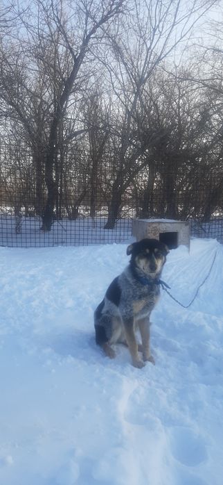 Отдам собаку бесплатно, девочка.