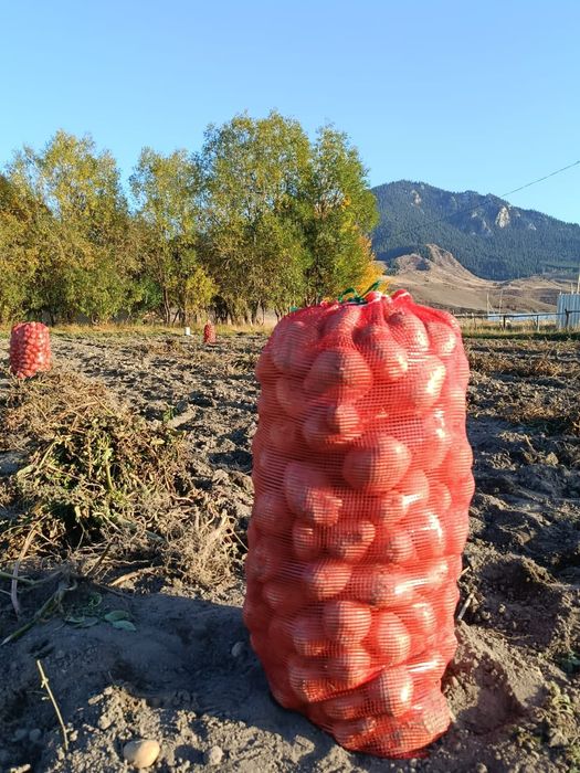 Картошк Нарынкол