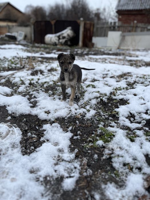 Отдам щенков в добрые руки