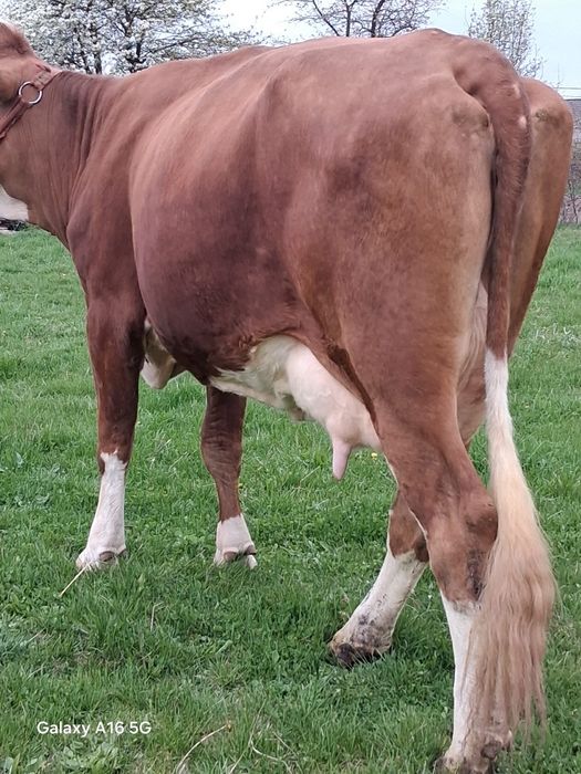 Vand juninca baltata românească la a 2a fătare