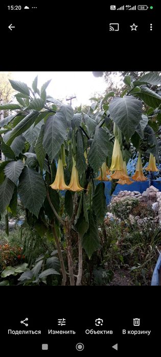 Бругмансия жёлтая