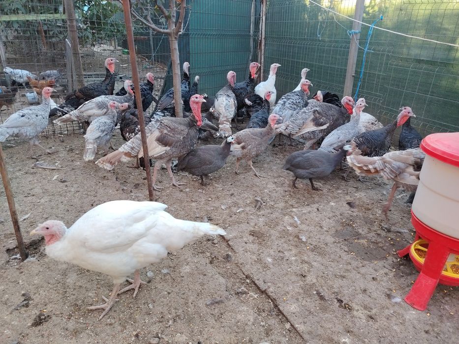 Vand 3 curci românești crescute în sistem gospodăresc.