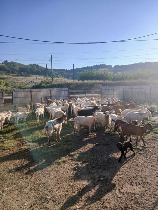 CAPRE  de vanzare