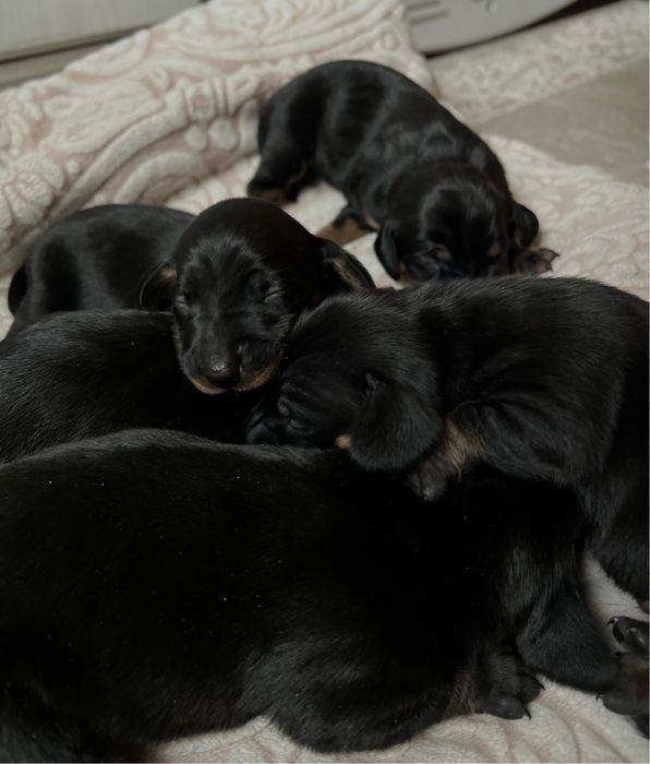 Щенки таксы чистокровные