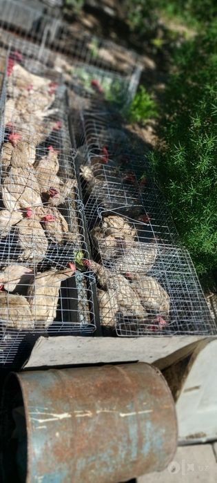 Продаётся кури в месте клеткой