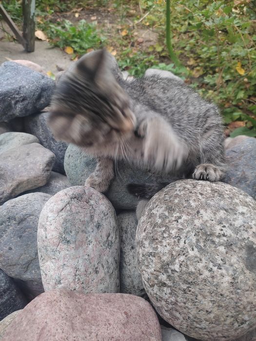 Отдадим котят в добрые руки