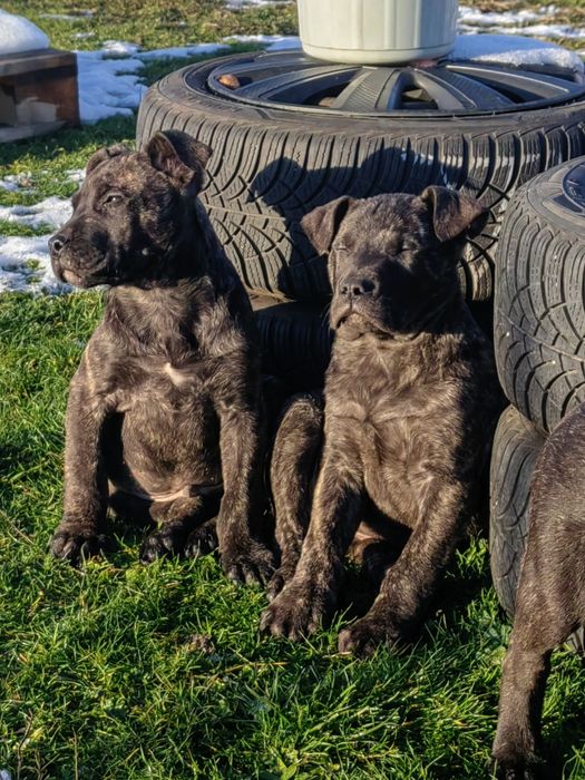 Преса канарио!!!