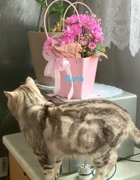 Продам  Шотландских котят идёт бронь