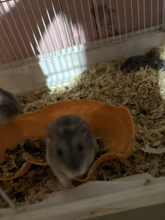 Hamsteri negri si albi