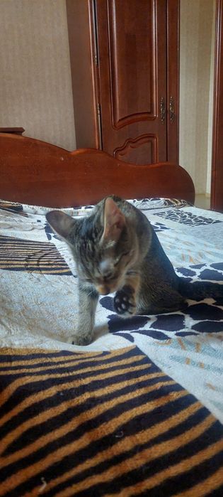 Котёнок 4 месяца девочка.