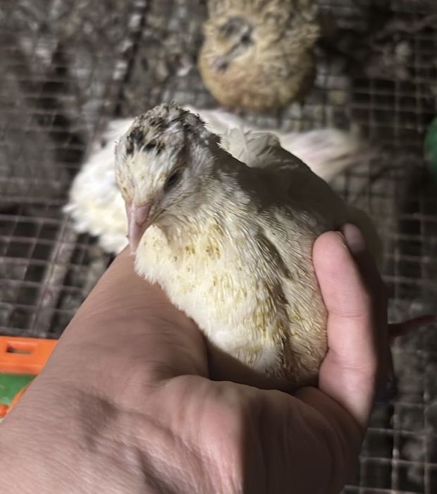 Продам перепелок