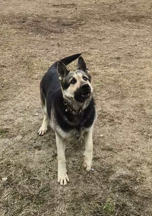 ЕВО чистокровная сучка