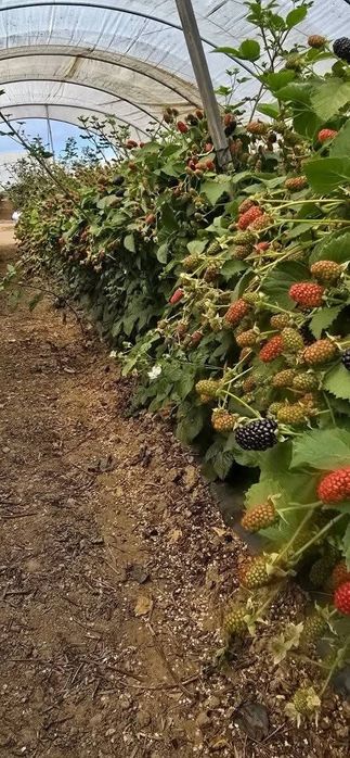 Разсад едра сладка къпина карака блек