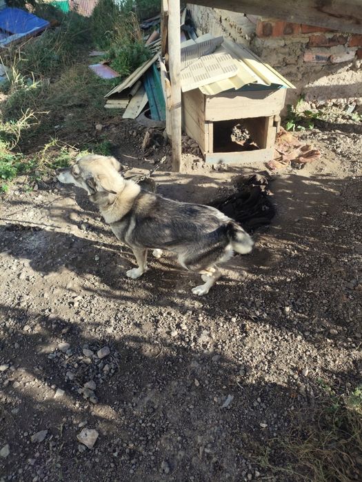 Собаки звоночки в добрые руки