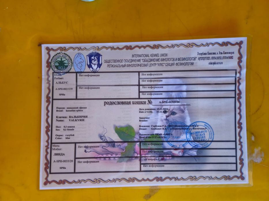 Котята канадского сфинкса