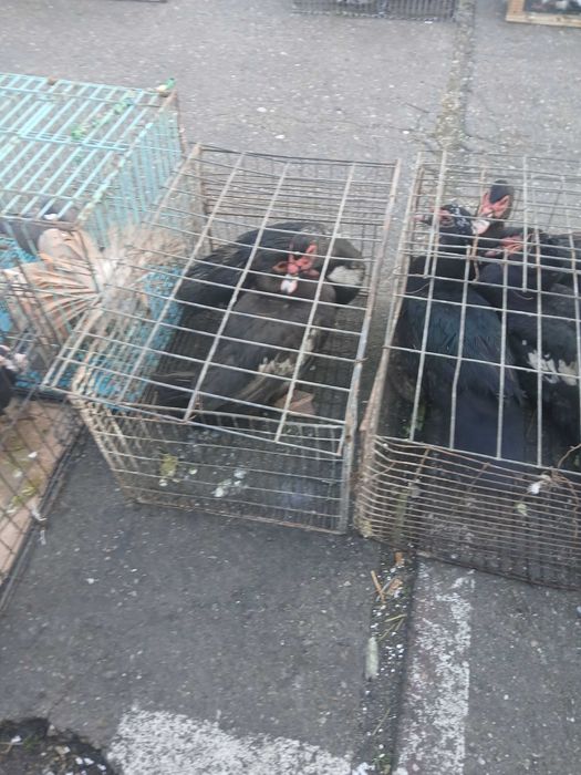 Rate lesesti de vanzare