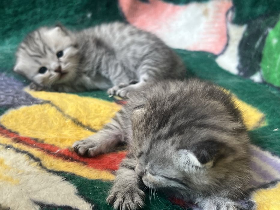 Котята милашки:)