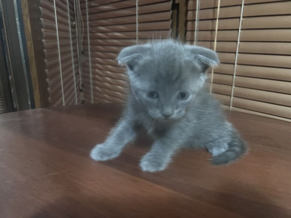 Продаеться котята чистокровной 2 месяца