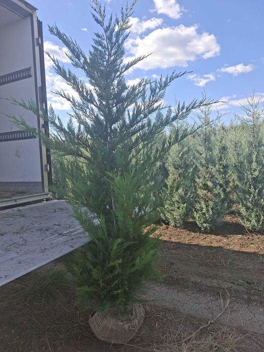 Chiparos Leyland la Ghiveci (Cupressocyparis Leylandii