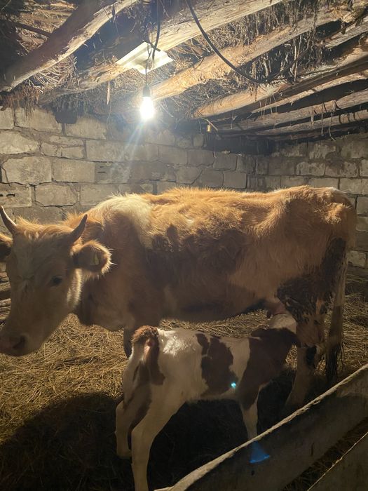 продам первотелку с теленком