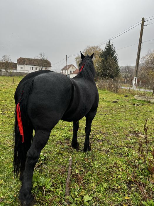 De vanzare iapa de 4 anii!! Sau schimb! Si cu ATV!!