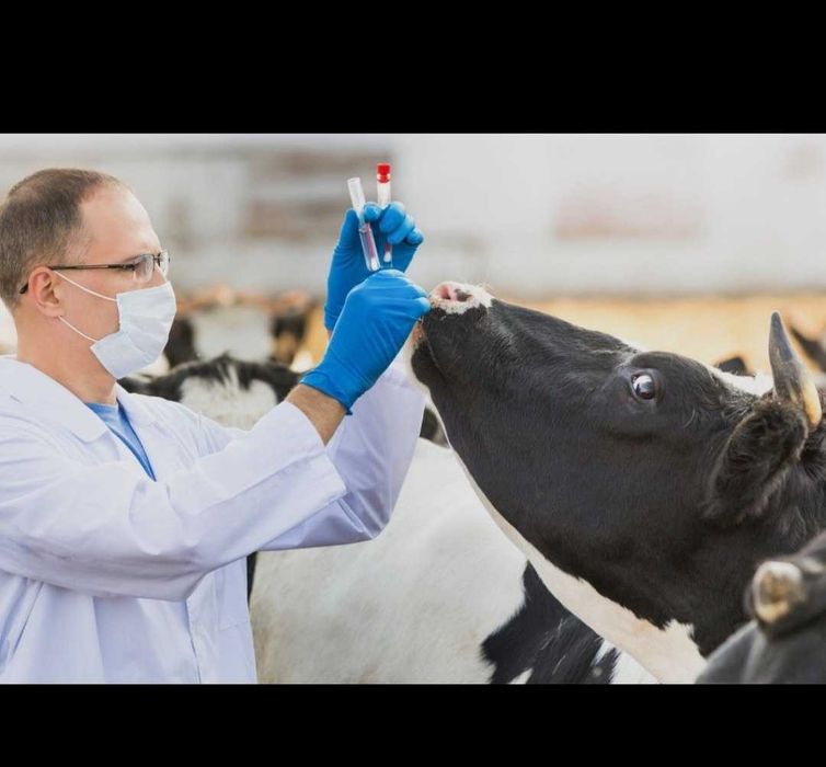 Veterinar xizmatlari