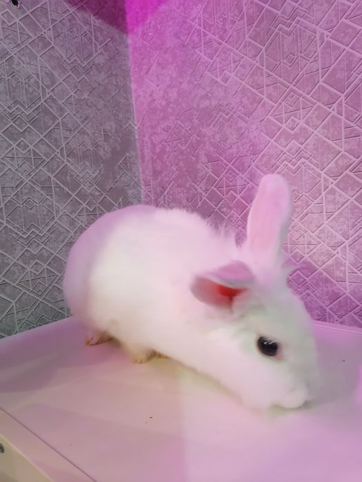 Кролик декоративный