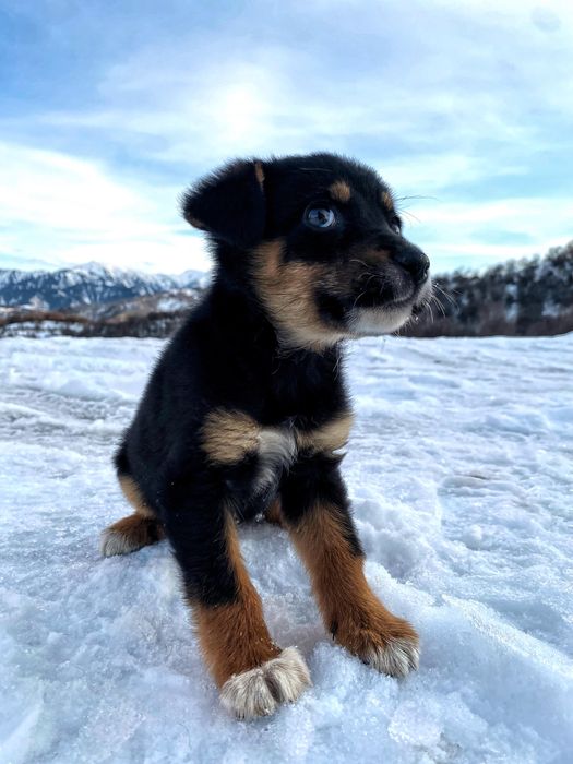 Щенок девочка ищет доброго хозяина