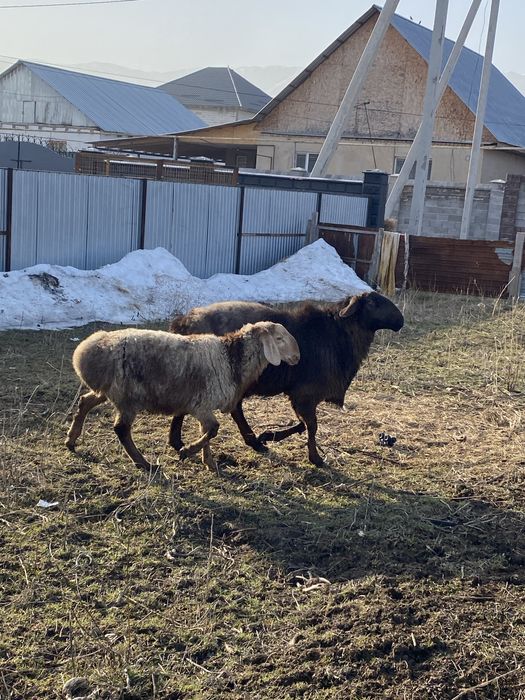 Кошкар 3х годовалый