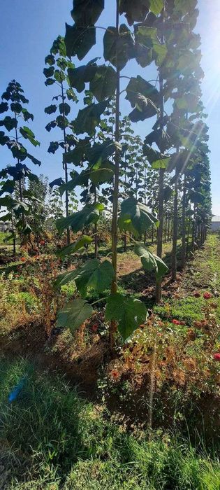 Срочно Продается Участок в Пскенте Цена Договорная.