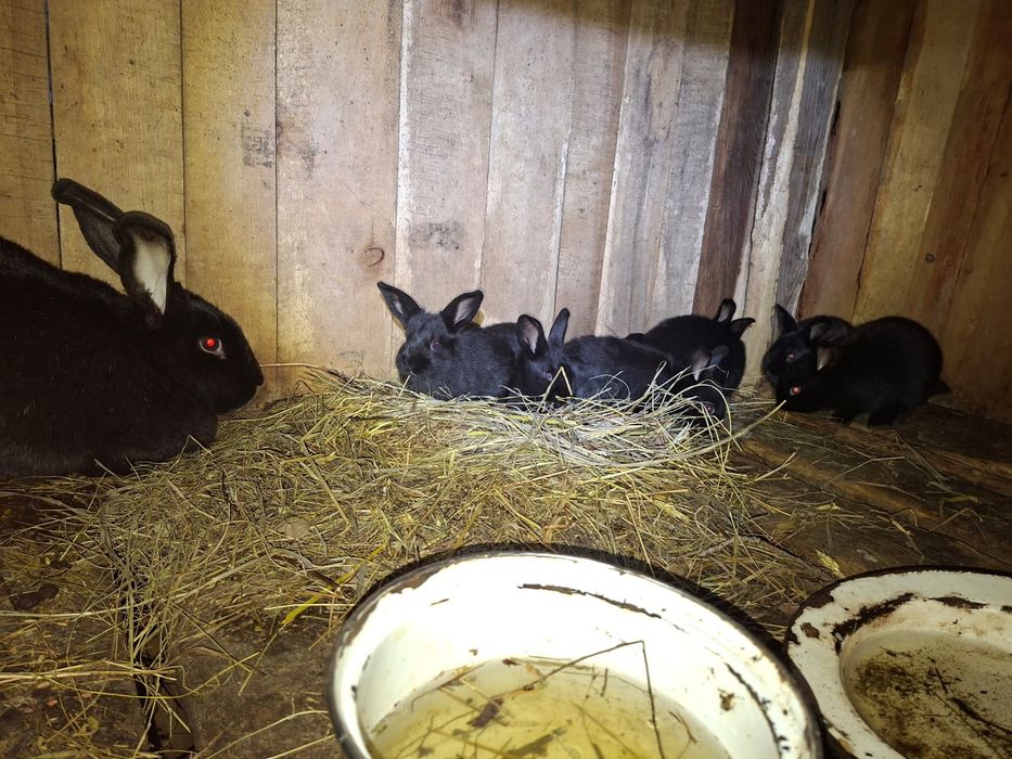 Продам кроликов разного возраста.