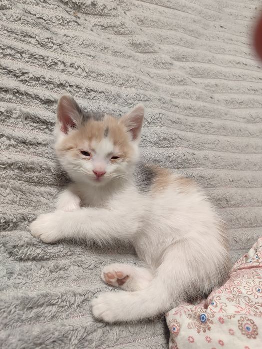 отдам девочку в добрые руки