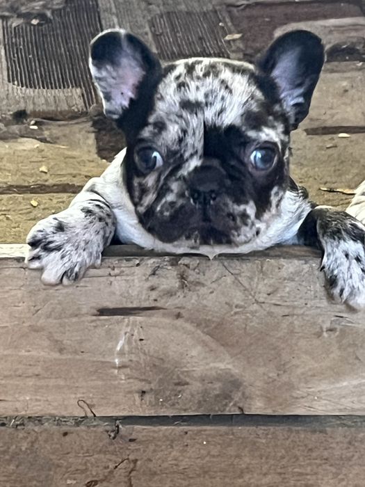 Французики эксклюзив