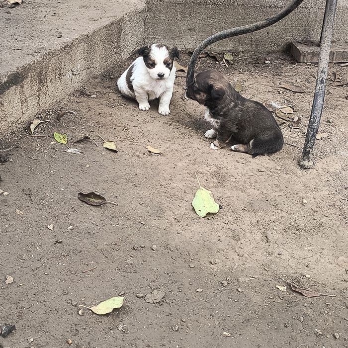 Cățelușe pechinez