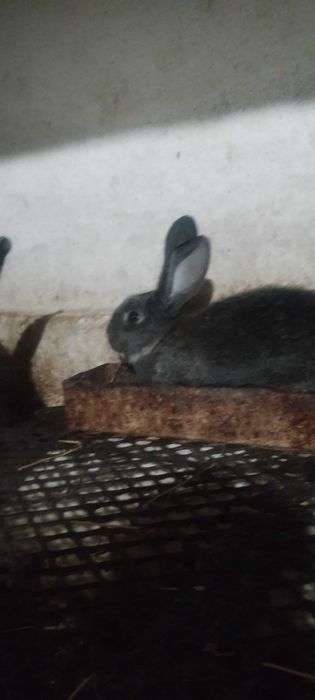 Мъжки и Женски зайци . Кръстосани