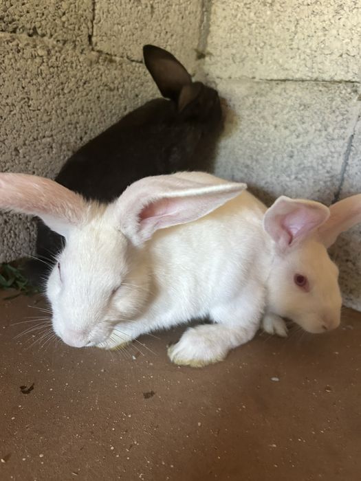 De vânzare 8 iepuri 2 de 4 luni 3,5 kg  si 6 de 2 luni jumate 2,4 kg