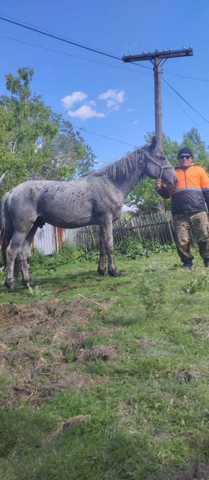 Продам табунного жеребца