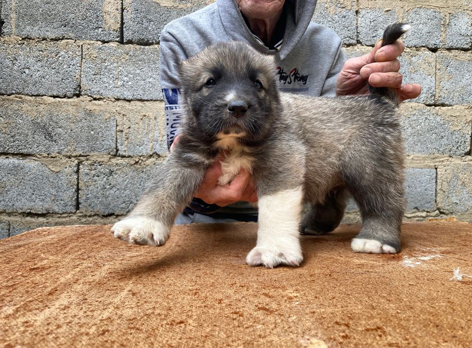 Щенок Турецкого Кангала ( чистокровный )