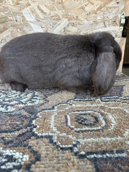 Iepuri berbec german