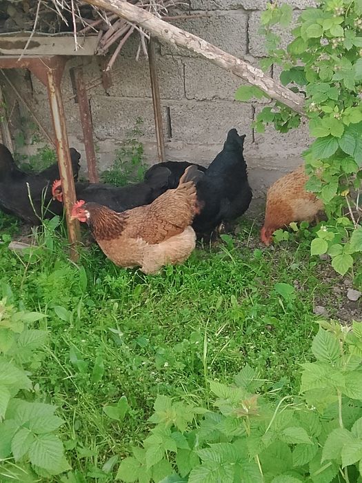 damashniy tovuq tuxumlari bor