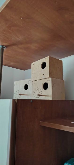 Vand 3 cuibare perusi  cu 150 lei