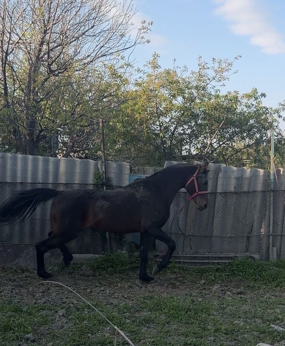 Аигыр 7. Жасар. Сатам