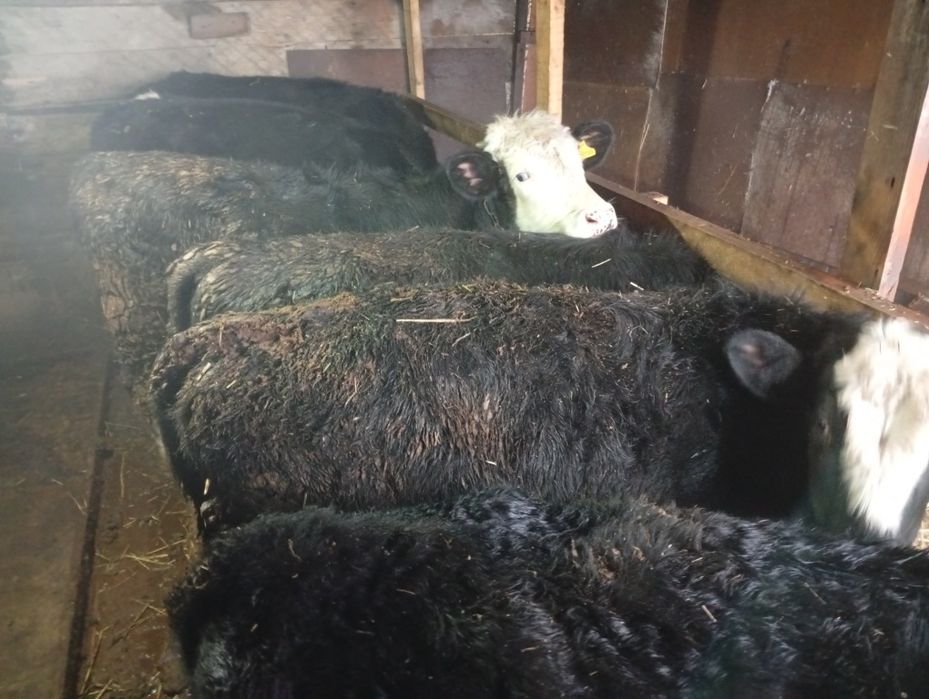 Продам телок и телят