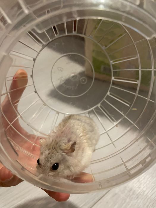 Pereche 2 Hamsteri Pitici + Cușcă