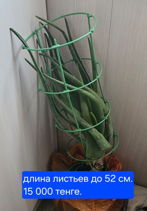Алоэ вера лечебный