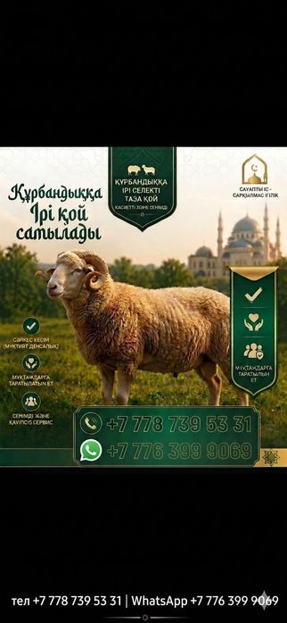Кой баран курбан айт