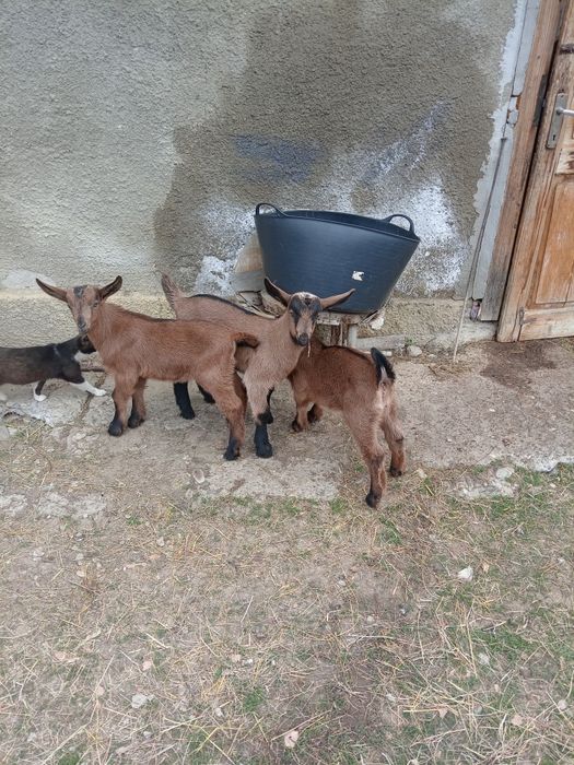 Țăpișor disponibil din mamă bună de lapte