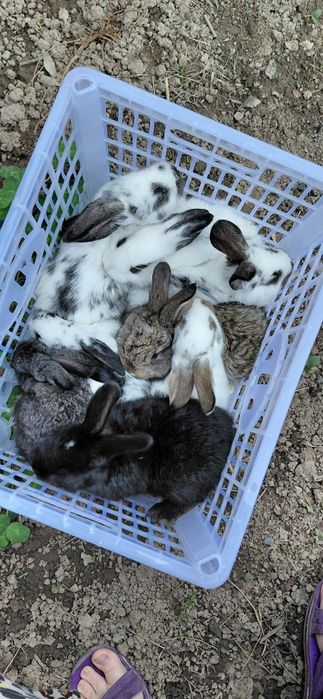Продам  кроликов