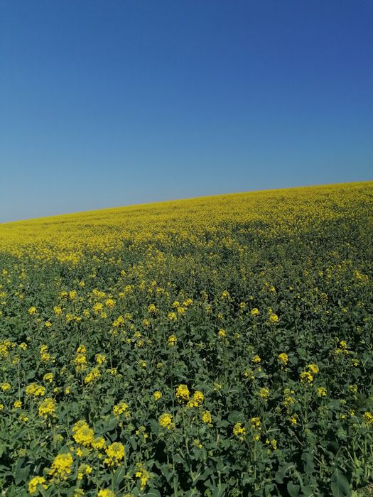 Miere de rapiță en gross
