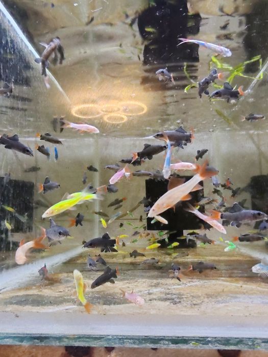 Labeo bicolor și multicolor ( albaștri, verzi, galbeni)